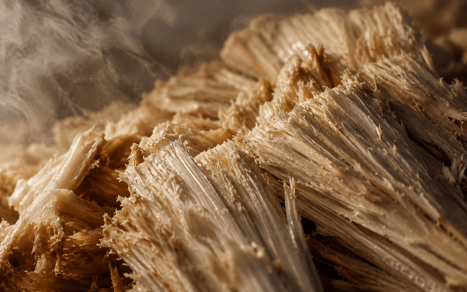 Bagasse Fiber
